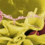 Proponen crear un «Arca de Noé» de bacterias para salvar a la humanidad