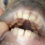 Descubren en Argentina un espeluznante pez ‘con dentadura humana’