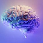 Esta es la edad en la que el cerebro humano alcanza su máximo rendimiento