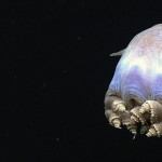 No te dejes engañar por la apariencia del tierno pulpo Dumbo