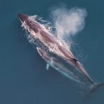 La ballena sei reaparece frente a las costas de Argentina tras casi un siglo