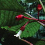 Descubren nueva especie de planta de café en Honduras