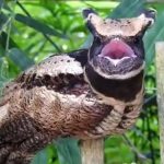The Great Eared Nightjar (Lyncornis macrotis)