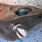 Encuentran un tiburón que parece llevar puesta una dentadura postiza