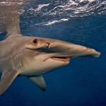 Cuanto más grande es un animal, mayor riesgo de ser amenazado por los humanos