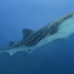 Descubren que los tiburones ballena tienen minúsculos dientes alrededor de los ojos