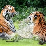 ¿Por qué los tigres tienen rayas?