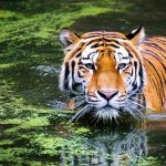 ¿POR QUÉ EL PELAJE DE LOS FELINOS ES LISO, CON ROSETAS, RAYAS O MANCHAS?