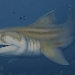 Descubren titanes del pasado: revelan dos especies de tiburones prehistóricos
