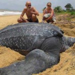 Los científicos, boquiabiertos: Hallan una enorme tortuga de 700 kilos en una playa española