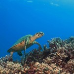 ¿Sabías que las tortugas marinas se guían por el campo magnético de la Tierra con un GPS interno que poseen?