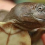 Salvan de la extinción a la tortuga más sonriente del mundo