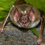 Los científicos descubren cómo los murciélagos vampiro adquirieron el gusto por la sangre