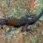 Van Gogh en la naturaleza: una nueva especie de salamanquesa con estrellas en el lomo