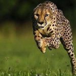 ¿Por qué los más rápidos de la Tierra no son los más grandes?