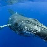 Ballenas francas, al borde de la extinción