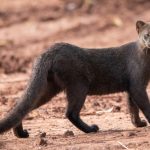 Yaguarundí Herpailurus yagouaroundi