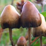 El origen evolutivo de las «setas mágicas» impulsa su uso terapéutico contra la depresión