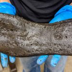 Zapatos gigantes de hace 2.000 años desconciertan a arqueólogos