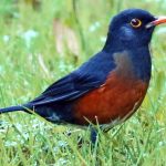 Zorzal de la Española (Turdus swalesi)