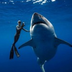Estos buceadores nadaron con un tiburón blanco gigante