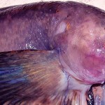 Hallan tres nuevas especies en las profundidades del Pacífico