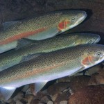 Un pez del océano se adapta genéticamente al agua dulce en solo 120 años