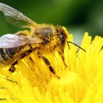 Las abejas son capaces de entender las matemáticas