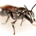 Descubren en Australia una abeja que se creía extinta desde hace casi un siglo
