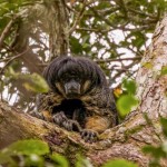 Logran fotografiar a un misterioso primate amazónico al que se le perdió la pista hace 80 años