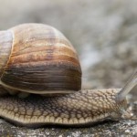 El acertijo del caracol que cae a un pozo de cinco metros