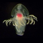 ¿Cómo será este animal de adulto? La ciencia aún no lo sabe