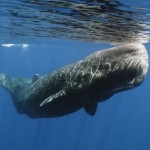 La verdad tras Moby Dick: prueban que los cachalotes sí pueden hundir barcos embistiéndolos