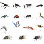 Google añade más de 20 insectos a la colección de 3D Animals