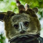 ÁGUILA ARPÍA: GEOGRAFÍA, ALIMENTACIÓN Y CONSERVACIÓN