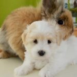 Viruela del mono y animales: estas son las mascotas domésticas que pueden contagiarse