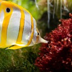 Especies descubiertas de “súper coral” en Hawaii podrían ser la respuesta para la salvación de los arrecifes del mundo