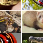 Animales que solo podrás encontrar en Cuba
