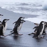 10 Animales de la Antártida | ¡Increíbles criaturas del frío!