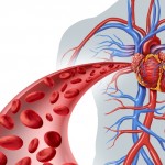 Descubren una molécula que retrasa el envejecimiento vascular