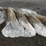 Aparece en una playa esta extraña criatura peluda de ocho metros