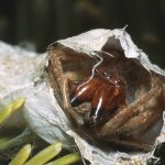 La araña más letal del mundo puede modificar su veneno dependiendo de la situación