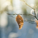 ¿Cómo recuperar un árbol seco?