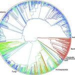 Presentan un árbol de la vida con 2,3 millones de especies
