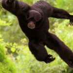 ‘Ardi’, el antepasado de los humanos que se columpiaba por los árboles como los monos