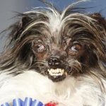 El perro más feo del mundo