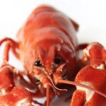 Encuentran una langosta de color del “algodón de azúcar”, una de las más raras del mundo, en Maine