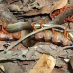 Sorprenden a un ciempiés atacando y devorando una serpiente
