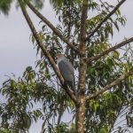 Han logrado fotografiar por primera vez a un animal que llevaba años oculto