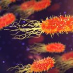 Descubren cómo ciertas bacterias cambian de forma para resistir a los antibióticos